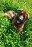 hund_1