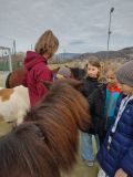pony_3